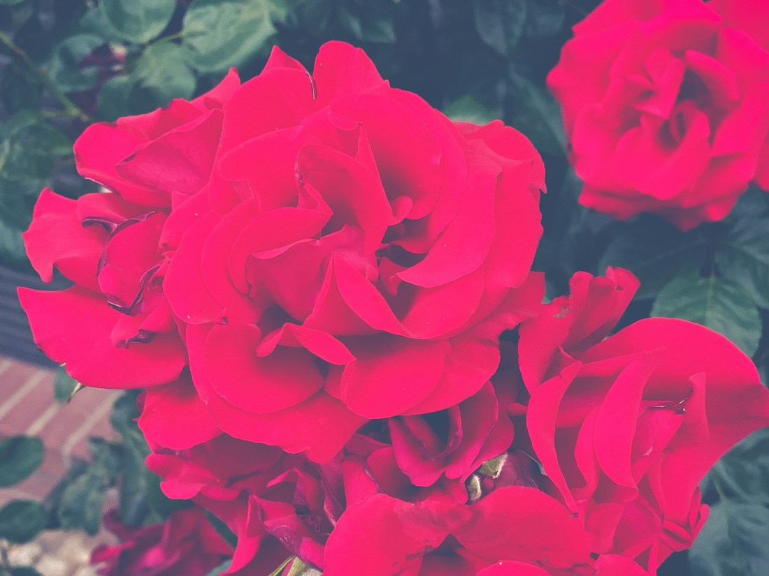 Rote Rosen mit grünen Blättern im Hintergrund.