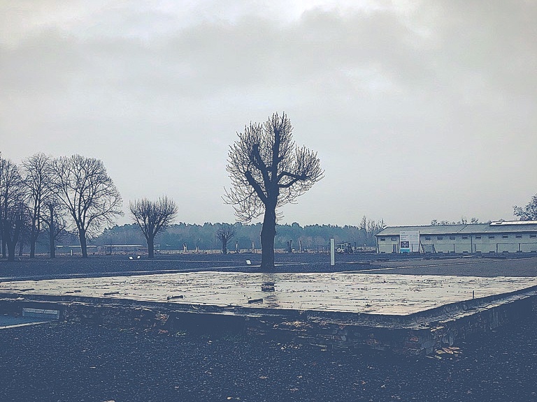 Das Bild zeigt einen Baum auf einer Schotterfläche. Vor dem Baum ist das Fundament eines abgerissenen Hauses zu sehen.