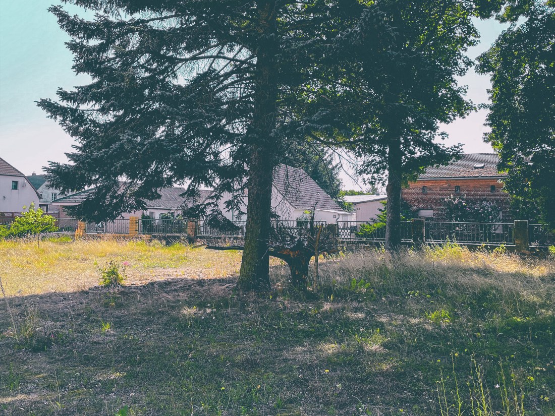 Wildgewachsene Wiese mit einer Tanne, die viel Schatten spendet. Neben dem Baumstamm steht eine Baumwurzel, die den Anschein erweckt, als würde ein Baum verkehrtherum wachsen.