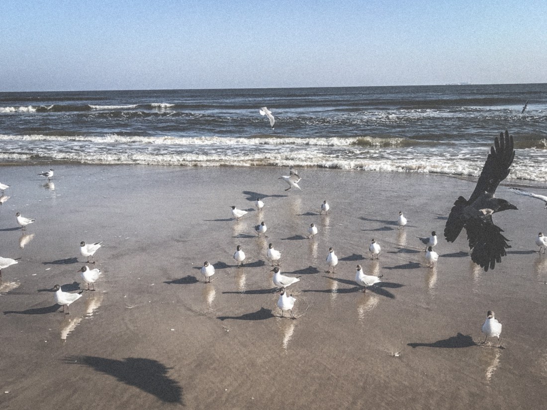 Möwen und eine Krähe am Strand