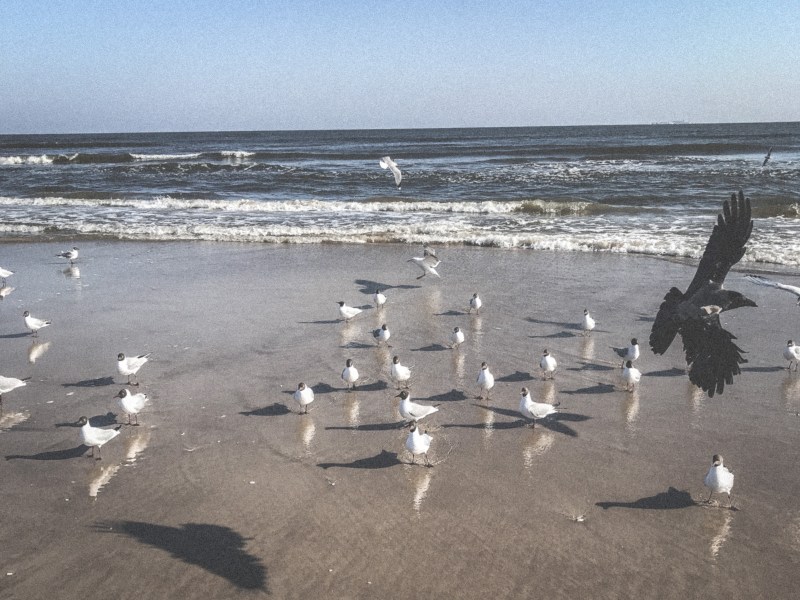 Möwen und eine Krähe am Strand