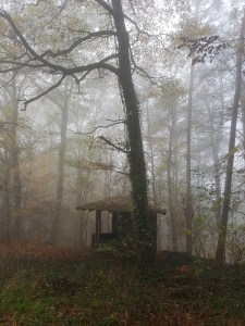 Eine kleine Holzhütte steht an einen Baum gelehnt, mitten im Wald.