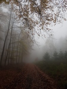 Blick auf eine Waldstraße, kleine Tannen am rechten Wegesrand, große Laubbäume links, Der Nebel hüllt den Hintergrund ein.