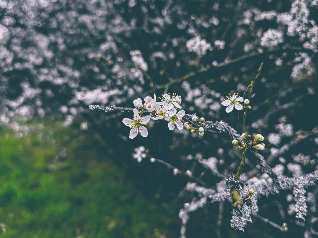Weiße Blüten an einem alten Baum